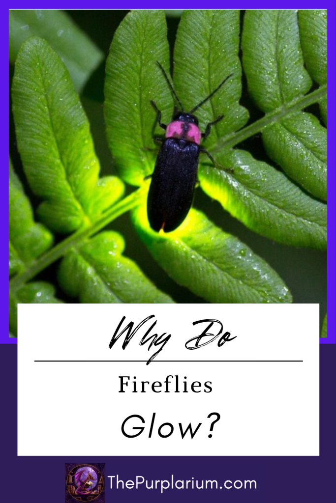 Pin for why fireflies glow