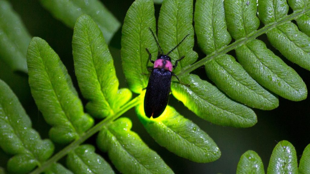 Firefly glowing on a leaf.