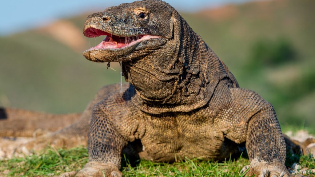 komodo dragon